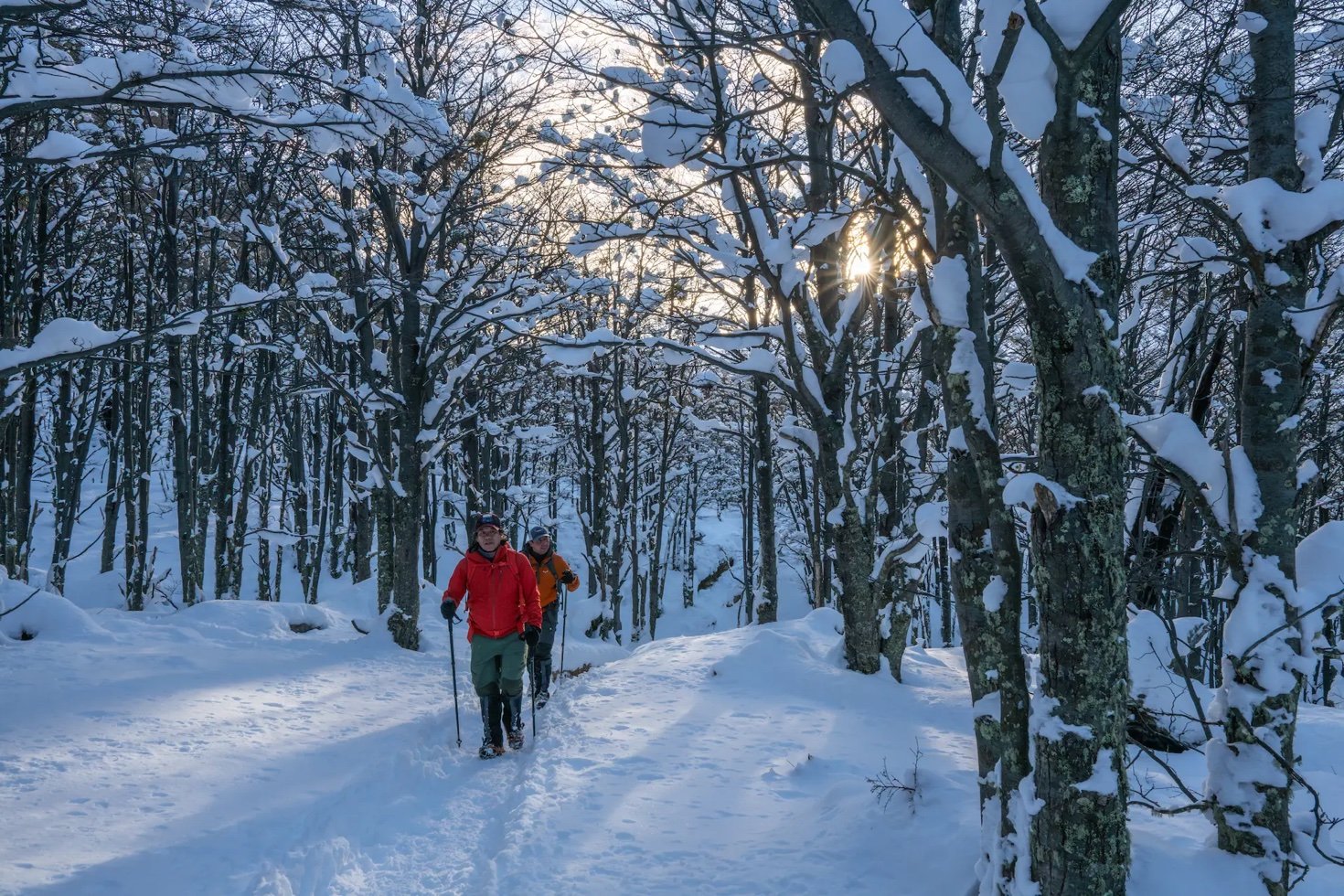 4D Essential Winter Paine
