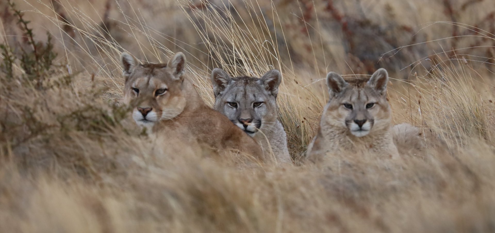 Puma Tracking